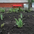 🌼ВО ДВОРЫ ЗАВЕЗЛИ ЧЕРНОЗЁМ ДЛЯ ОФОРМЛЕНИЯ ЦВЕТНИКОВ И КЛУМБ🌼